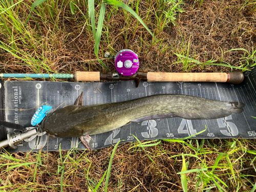 ナマズの釣果