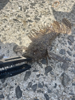 オニオコゼの釣果
