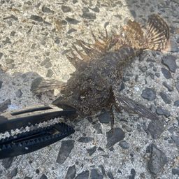 オニオコゼ