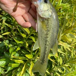 ラージマウスバス