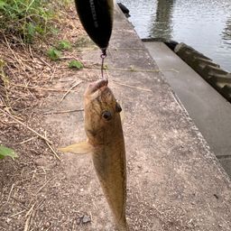 ハゼ