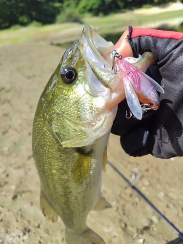 モンモン✩︎トイズ・フロッグ　タックル　バス釣り　川釣り　竿 モンモン✩︎トイズ・フロッグ タックル バス釣り 川釣り 竿