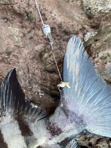 イシダイの釣果