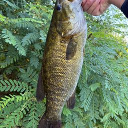 スモールマウスバス