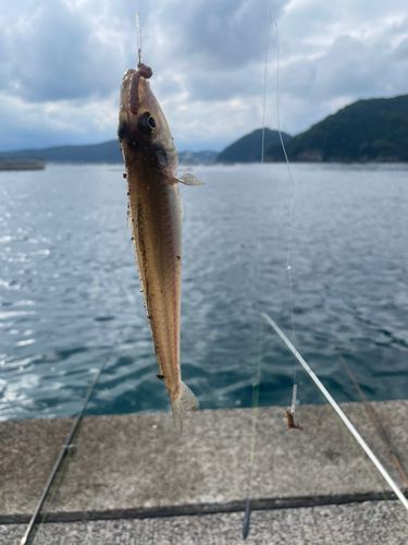 キスの釣果