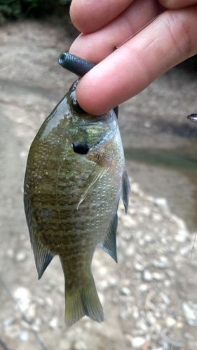 ブルーギルの釣果