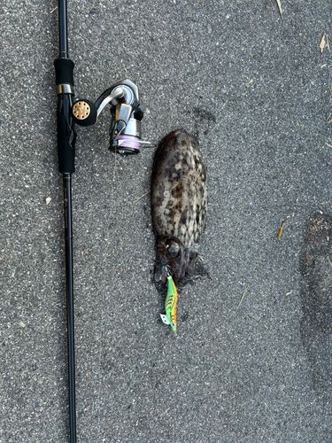 コウイカの釣果