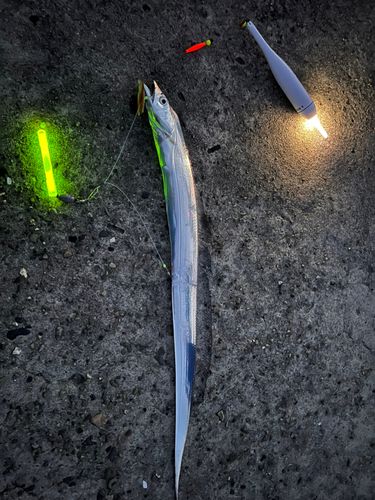 タチウオの釣果