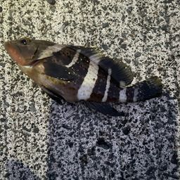 アオハタ