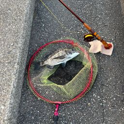 クロダイ