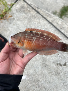 ベラの釣果