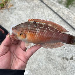 ベラ