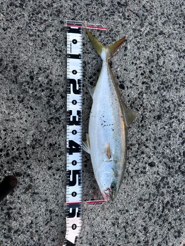 ヤズの釣果