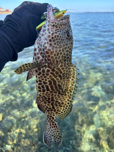 イシミーバイの釣果