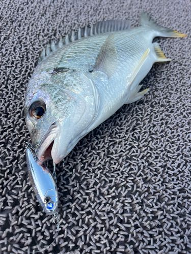 キビレの釣果