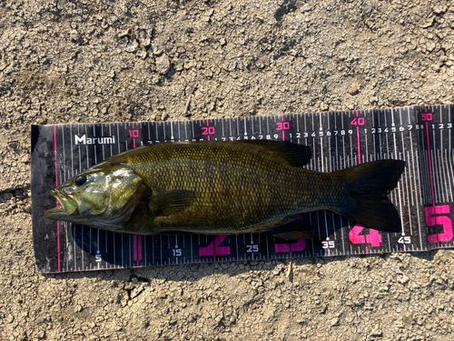 スモールマウスバスの釣果