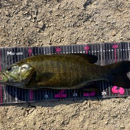 スモールマウスバス