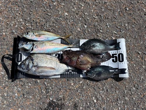 チヌの釣果