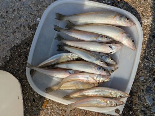 キスの釣果
