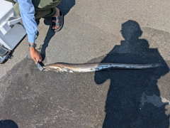ハモの釣果