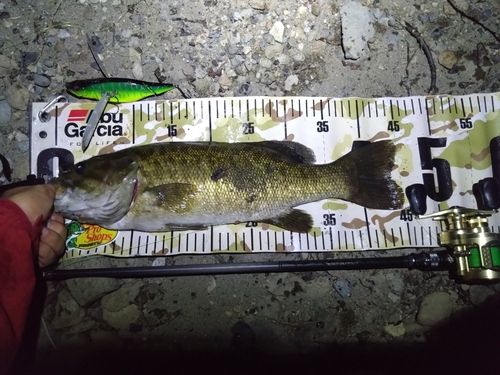 スモールマウスバスの釣果