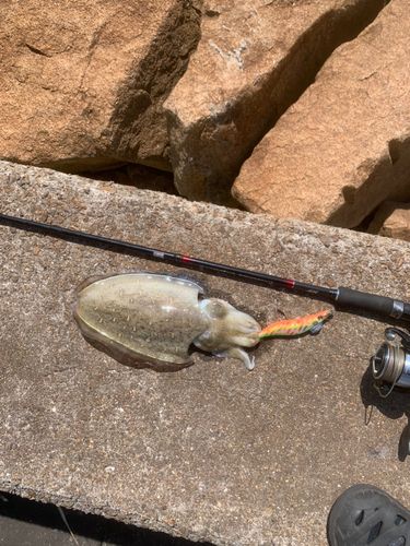 モンゴウイカの釣果