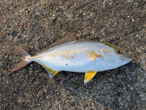 ネリゴの釣果