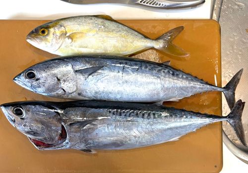 マルソウダの釣果