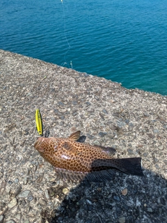 オオモンハタの釣果