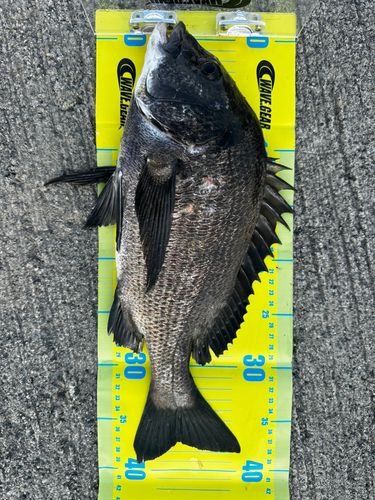 チヌの釣果