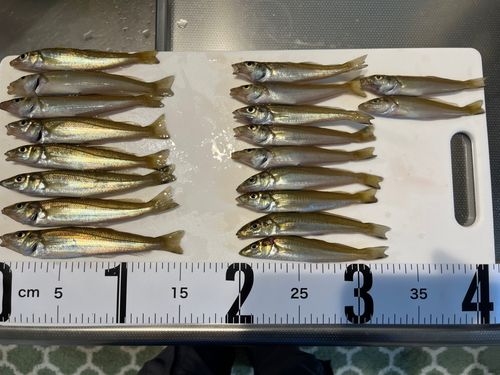キスの釣果