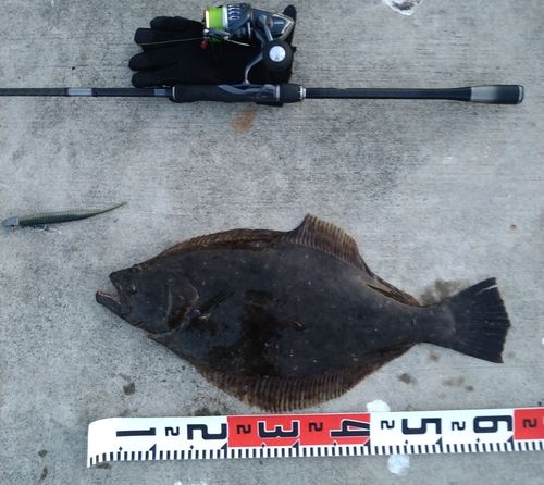 ヒラメの釣果