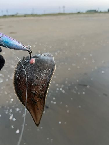 シタビラメの釣果
