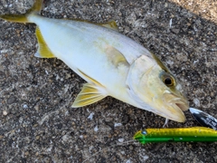 ネリゴの釣果