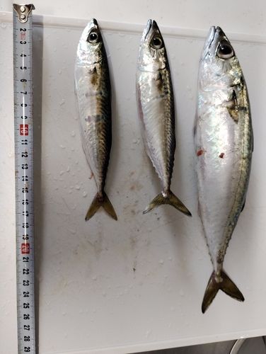 サバの釣果