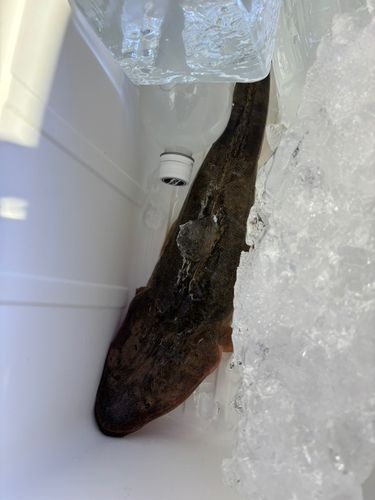 マゴチの釣果