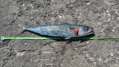 サバの釣果