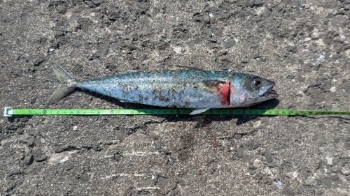 サバの釣果