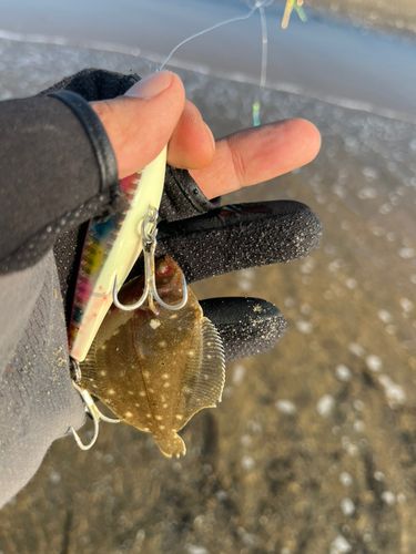 カレイの釣果