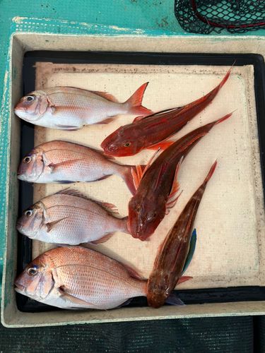 マダイの釣果