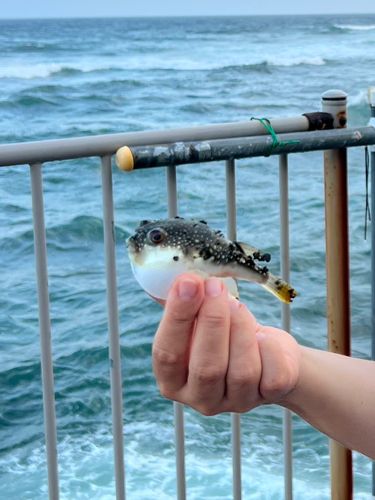 クサフグの釣果
