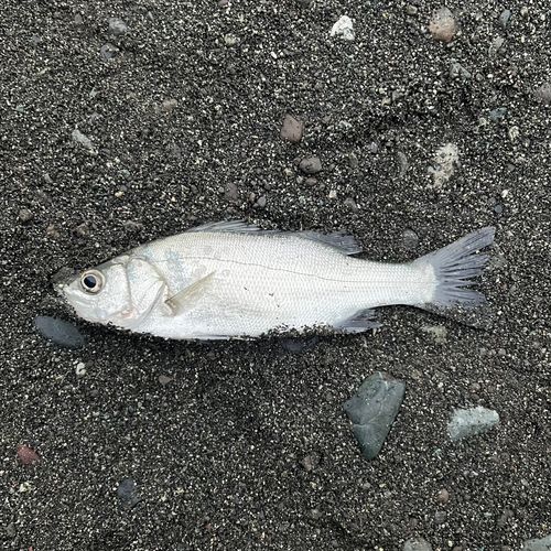 セイゴ（ヒラスズキ）の釣果