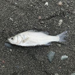 セイゴ（ヒラスズキ）