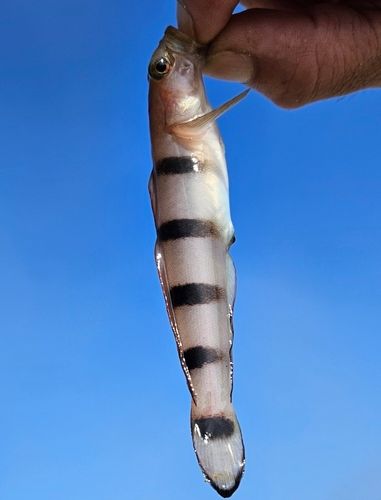 リュウグウハゼの釣果