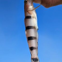 リュウグウハゼ