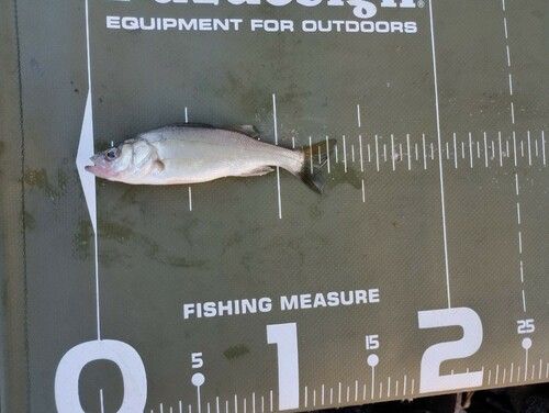 シーバスの釣果
