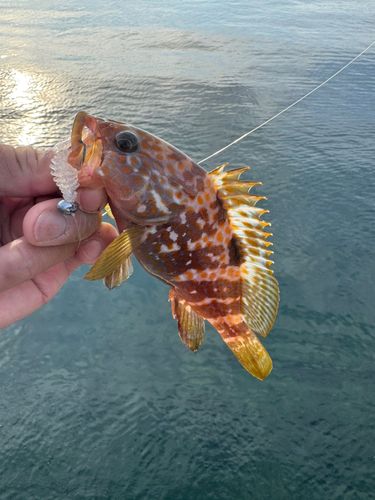 キジハタの釣果