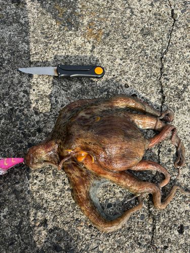 マダコの釣果