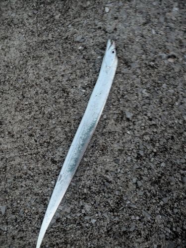 タチウオの釣果