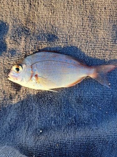 チャリコの釣果